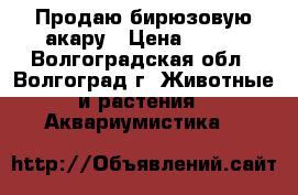 Продаю бирюзовую акару › Цена ­ 500 - Волгоградская обл., Волгоград г. Животные и растения » Аквариумистика   